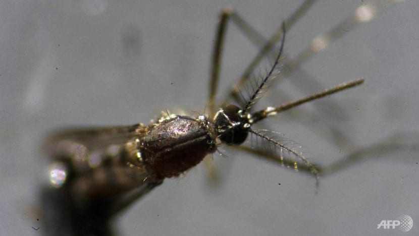 Bacteria-infected Brazilian mosquitoes pack a punch in dengue fight Bacteria-infected Brazilian mosquitoes pack a punch in dengue fight