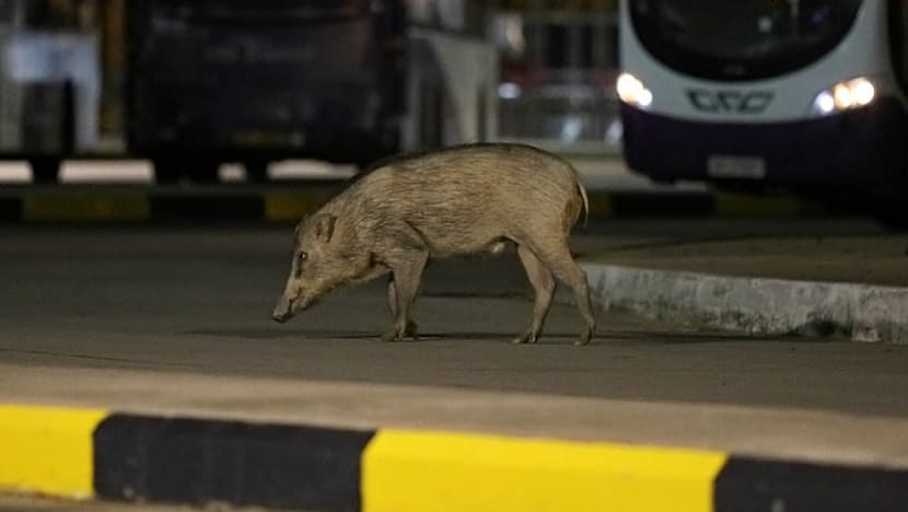 Penakaian babi hutan dalam kes di Yishun 'ikhtiar terakhir', dedah NParks