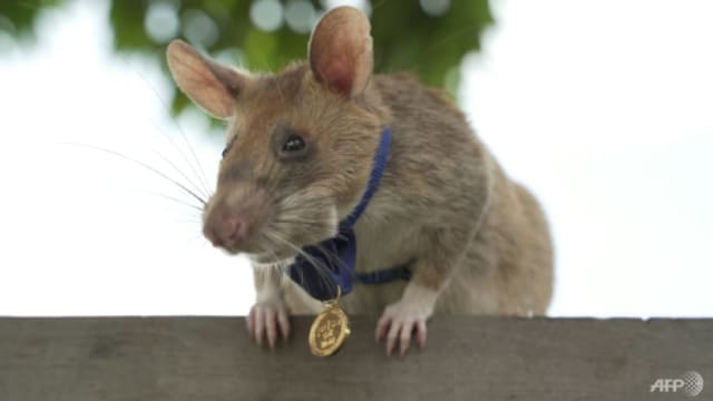 探测爆炸物闻名获颁奖章 柬埔寨“英雄鼠”马嘉瓦去世