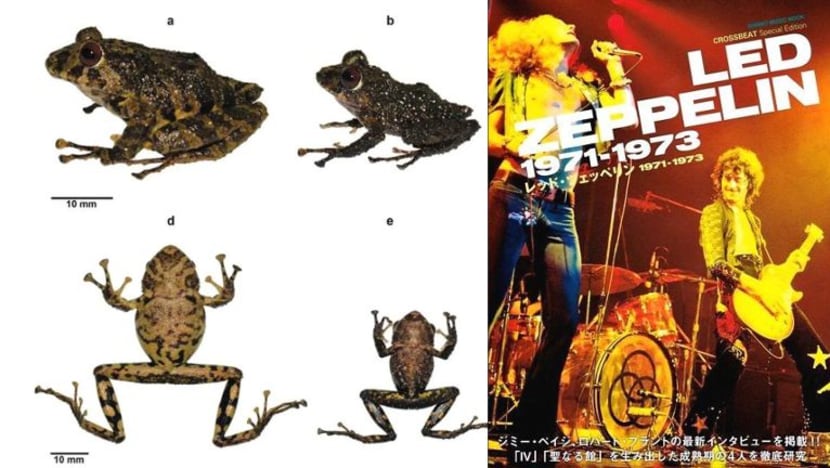 Saintis temui spesies katak baru, namakannya sempena kumpulan Led Zeppelin