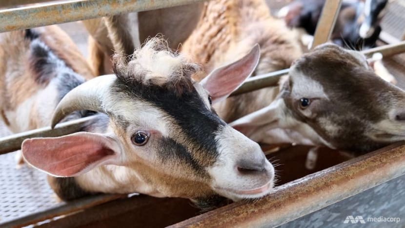 More venturing to Lim Chu Kang amid travel restrictions, but farmers say business isn’t what it was More venturing to Lim Chu Kang amid travel restrictions, but farmers say business isn’t what it was