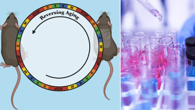 细胞再生疗法成功让老鼠逆龄 人类或可返老还童？