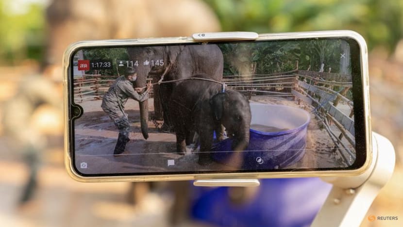Streaming to survive: Thailand's out-of-work elephants in crisis