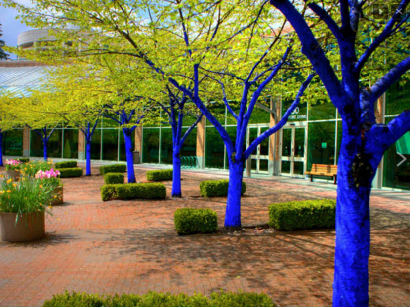 NParks does U-turn on art project to colour trees blue after backlash NParks does U-turn on art project to colour trees blue after backlash