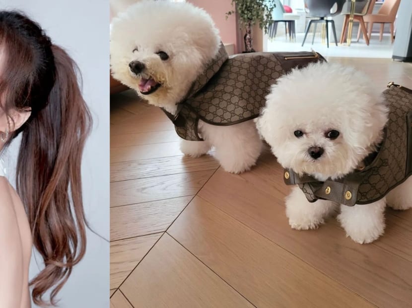 Clothes for hot sale bichon frise dogs