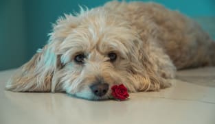 Worried about your pet getting COVID-19? Here’s what you need to know