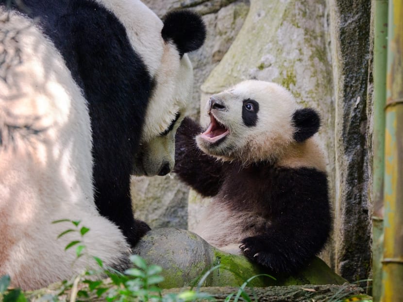 Le Le makes his debut at River Wonders’ Giant Panda Forest exhibit, joining mum Jia Jia 