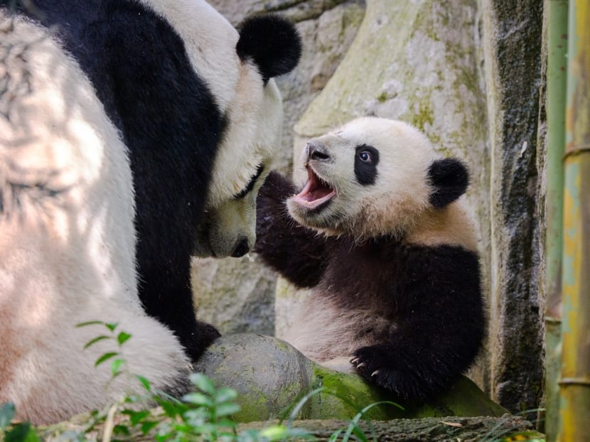 Le Le makes his debut at River Wonders’ Giant Panda Forest exhibit, joining mum Jia Jia Le Le makes his debut at River Wonders’ Giant Panda Forest exhibit, joining mum Jia Jia