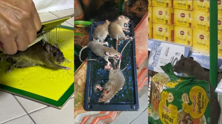 Rat map: Tracking the rodent infestation in Singapore
