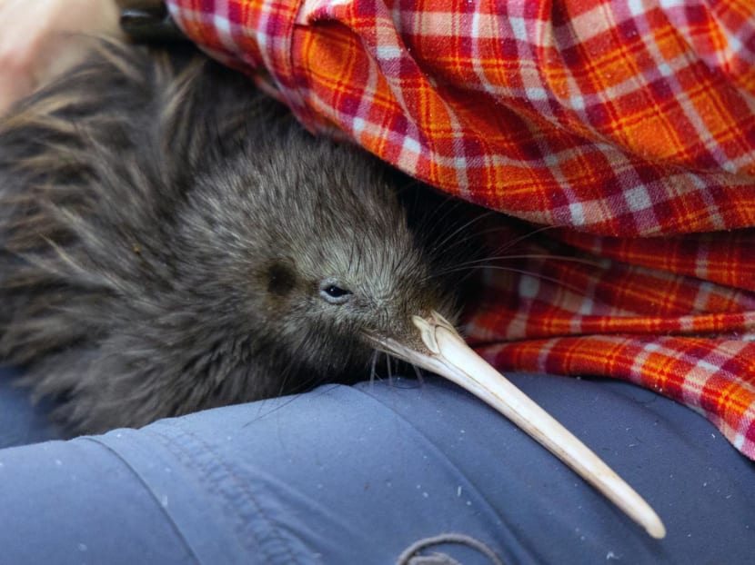 A member of the Capital Kiwi Project team changing the transmitter on a male kiwi named Ātārangi while performing a health check before re-releasing the bird back into the wild on Tawa Hill, Terawhiti Station in Wellington, New Zealand