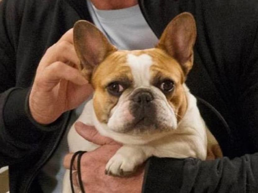 Modern Family’s French bulldog Stella dies shortly after filming series finale