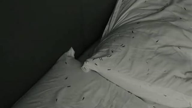 入住旅馆半夜发现满床虫 中国男子愤怒退房报警