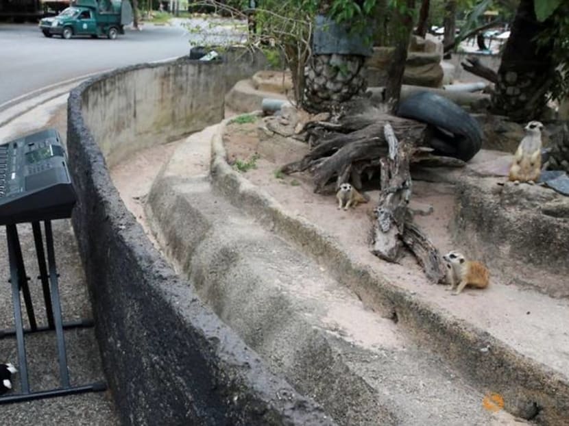 A lemur on my keyboard - Thai girl plays for animals in deserted zoo A lemur on my keyboard - Thai girl plays for animals in deserted zoo