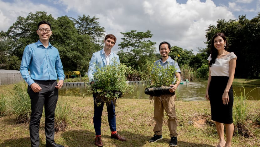 Alumni NUS guna sisa plastik, kaca bina taman terapung bagi tumbuhan boleh dimakan