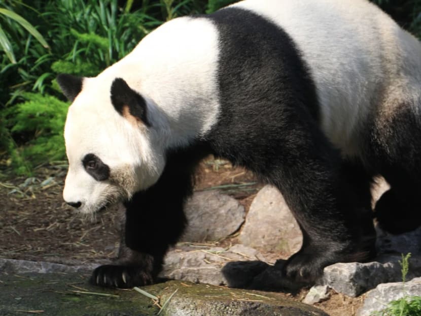 The Calgary Zoo is struggling to find a consistent supply of fresh bamboo to feed its two giant pandas on loan from China.