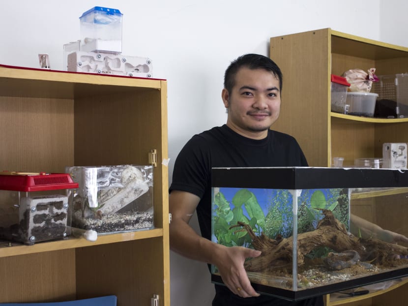Ants as pets? The hobby is catching on in Singapore Ants as pets? The hobby is catching on in Singapore