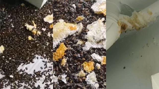 盛港蜂窝疑遭化学灭虫剂销毁 千万只蜜蜂留尸地面