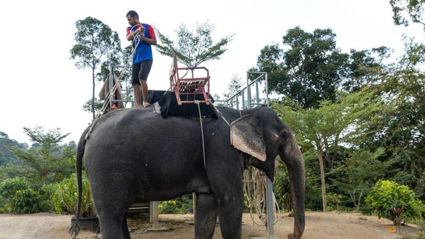 Thai elephant camp adds more jumbos as Chinese tourists return Thai elephant camp adds more jumbos as Chinese tourists return