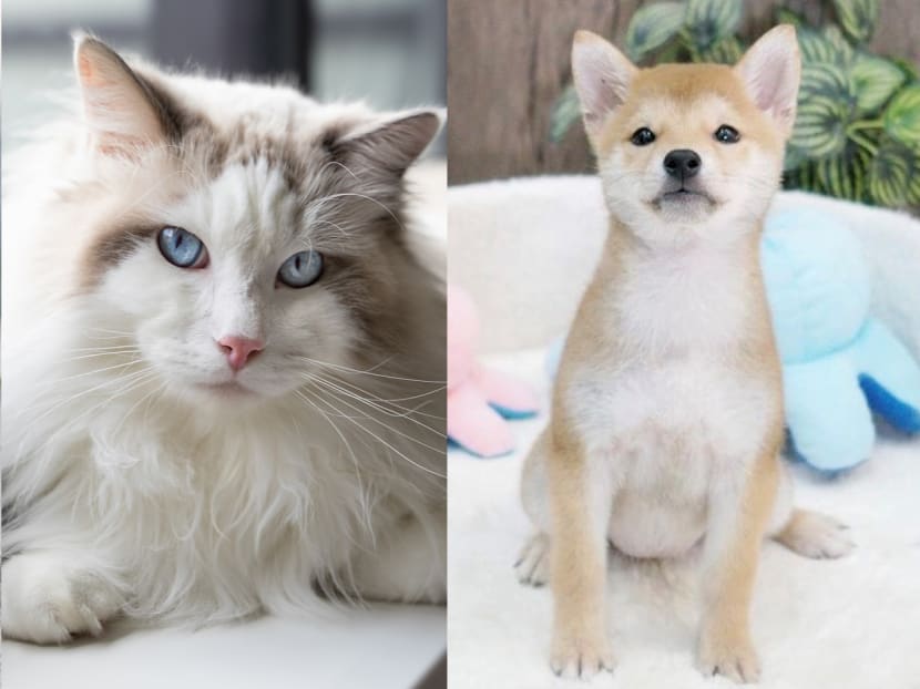 Cats and kittens for adoption in Singapore