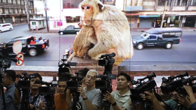 猕猴大闹华富里府 泰国国家公园启动捕捉计划