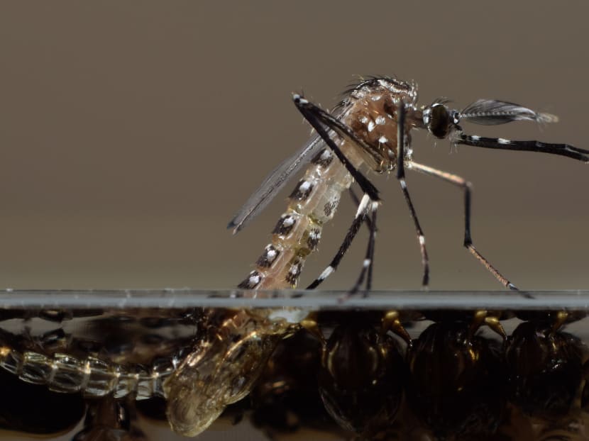 A genetically modified Aedes aegypti mosquito in Oxitec's UK lab. Photo: AP/Oxitec