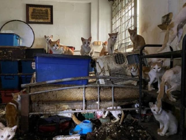 41 live cats, 2 dead cats and some skeletal remains were found in the vacant flat. 