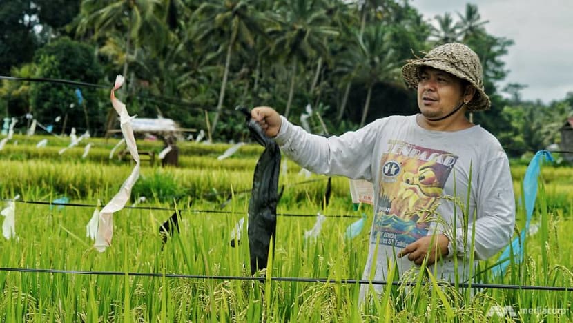 Bali's unemployed turn to odd jobs, hard labour as COVID-19 ravages tourism sector