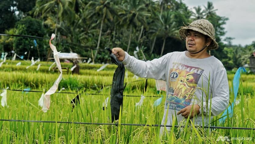 Bali's unemployed turn to odd jobs, hard labour as COVID-19 ravages tourism sector Bali's unemployed turn to odd jobs, hard labour as COVID-19 ravages tourism sector