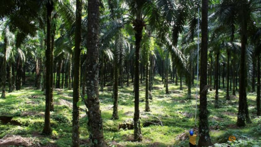 Indonesia could take back 1.4 million hectares of land from palm planters: Official Indonesia could take back 1.4 million hectares of land from palm planters: Official
