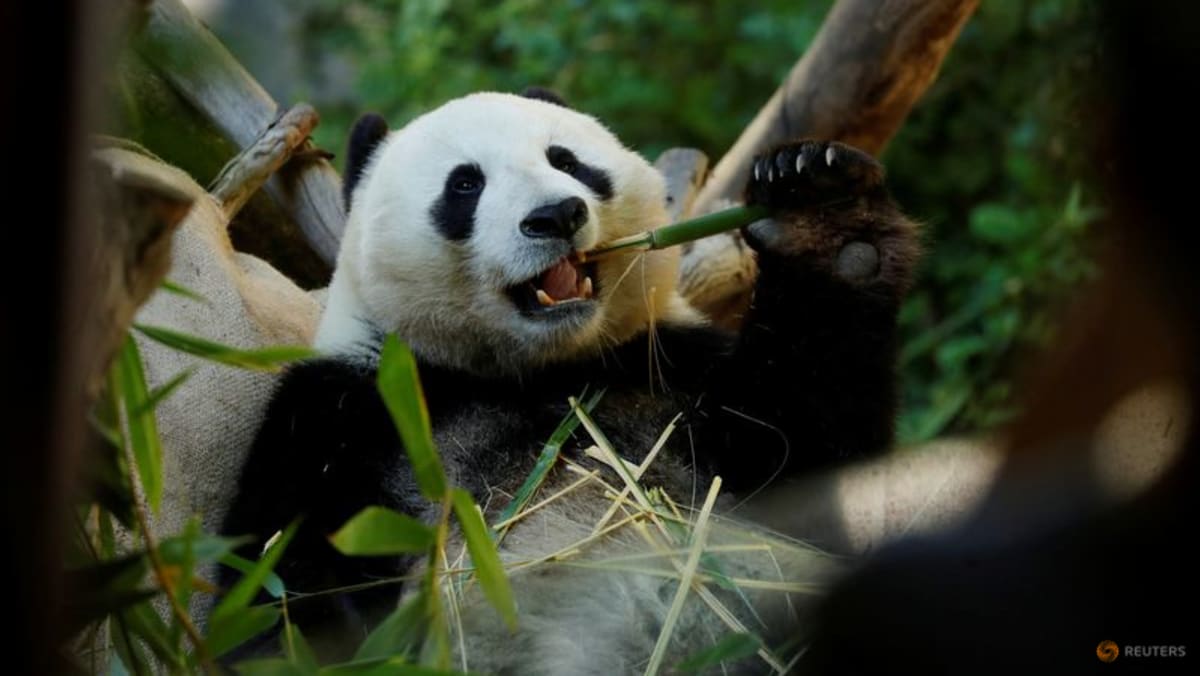 For pandas, it’s been two ‘thumbs’ up for millions of years