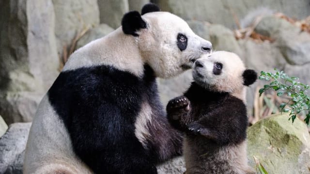 大熊猫宝宝叻叻首次与妈妈嘉嘉一同亮相见客