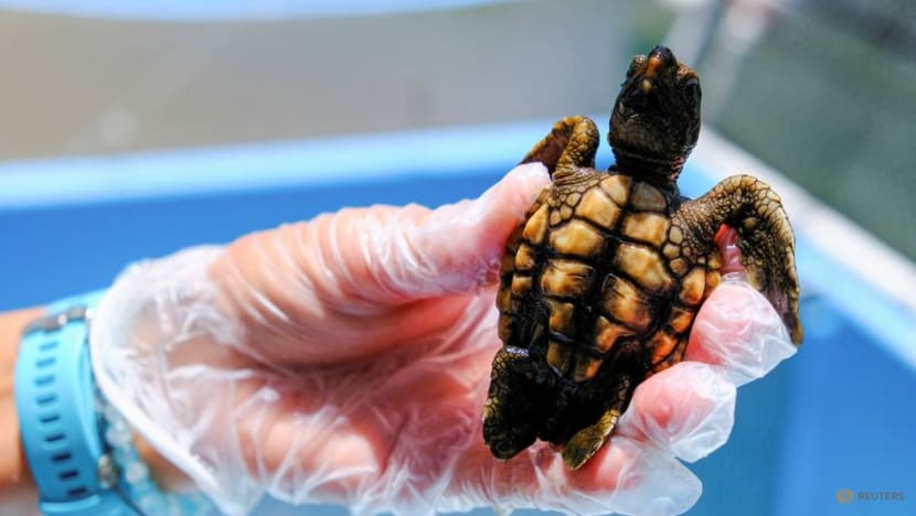 Hotter summers mean Florida's turtles are mostly born female