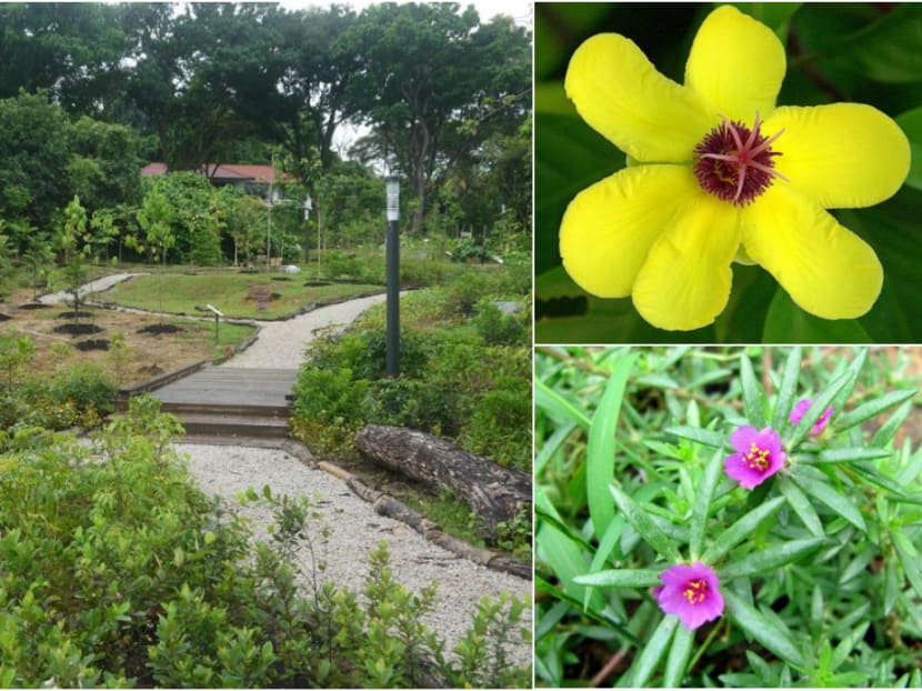 New garden open at Hort Park for Biodiversity Week