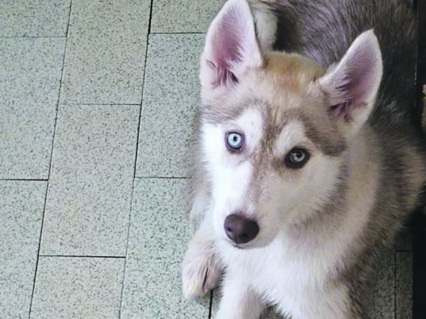 Court rules in favour of SPCA in husky case TODAY
