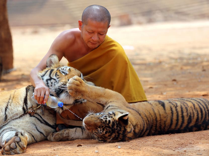 Thai wildlife officials start removing tigers from temple