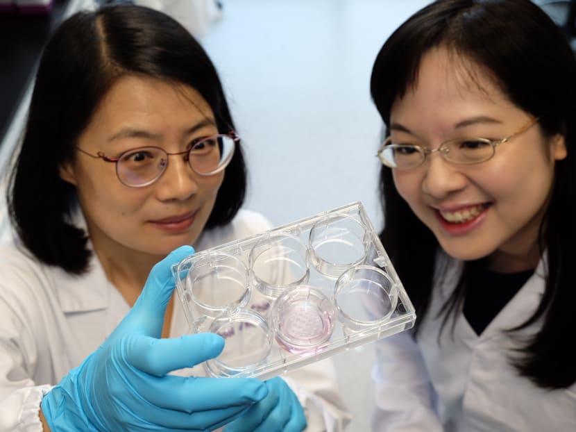 The research on "mini kidneys’" was led by Nanyang Technological University Assistant Professor Xia Yun (left) and her team, which includes NTU Asst Prof Foo Jia Nee (right).