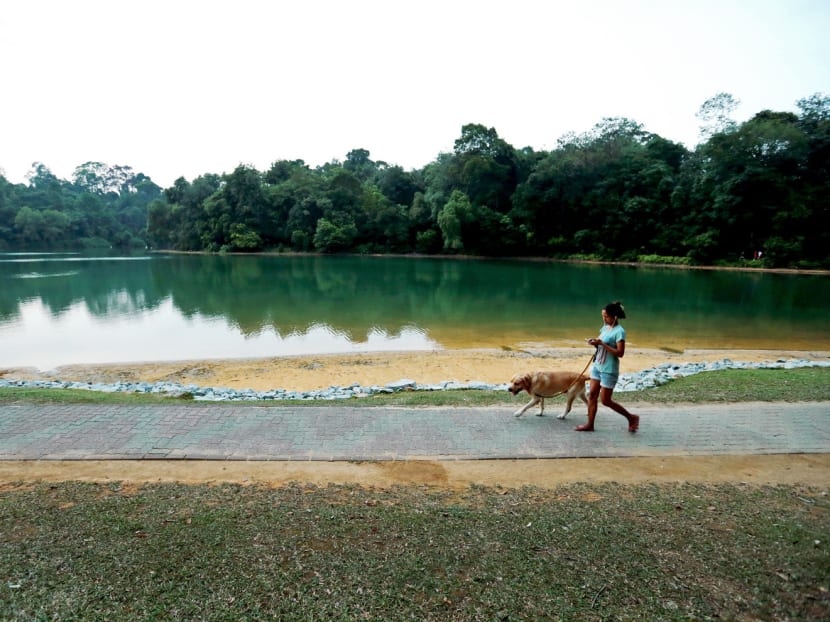 A woman walking her dog at the at MacRitchie Reservoir. The dry spell last year prompted national water agency PUB to inject 30 million gallons of NEWater per day into the reservoirs to maintain healthy water levels. Photo: Mugilan Rajasegeran