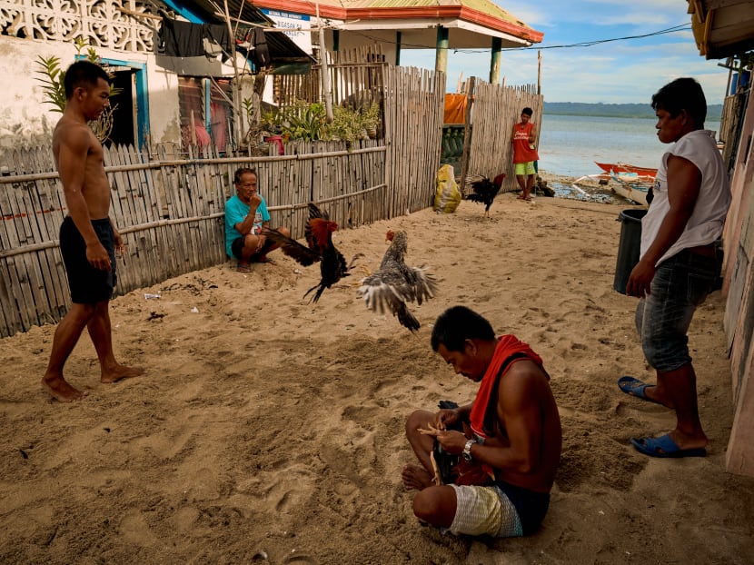 While cockfighting has been legalised in many areas of the Philippines and matches are sometimes sanctioned and televised, the government banned them and other such events in March to prevent the spread of Covid-19 among large crowds. While cockfighting has been legalised in many areas of the Philippines and matches are sometimes sanctioned and televised, the government banned them and other such events in March to prevent the spread of Covid-19 among large crowds.