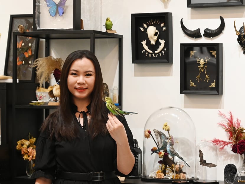 Meet the taxidermist in Singapore who finds beauty and meaning in dead animals Meet the taxidermist in Singapore who finds beauty and meaning in dead animals