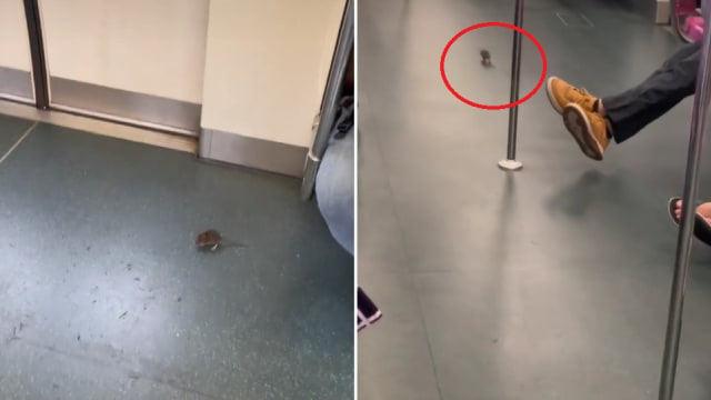 老鼠“搭”地铁视频网上热传 SMRT：已将老鼠捉走