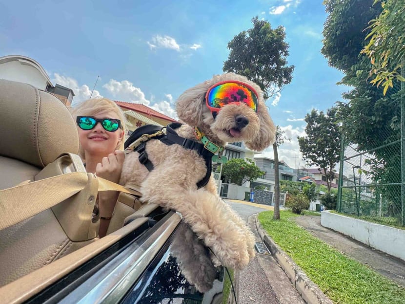 Ms Nicole Kow and her dog Tobi riding in her father's convertible car. Ms Nicole Kow and her dog Tobi riding in her father's convertible car.