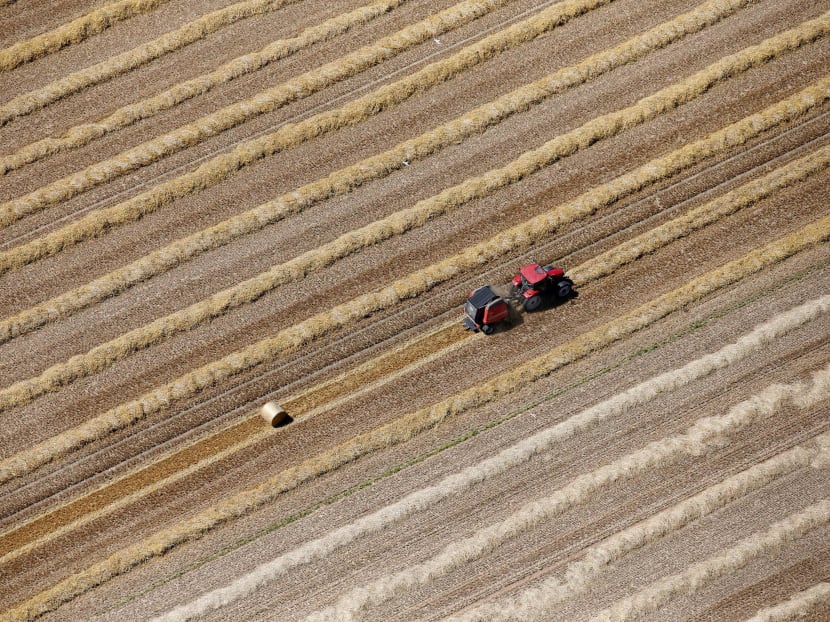 A wheat field in Coquelles near Calais, France. Photo: Reuters