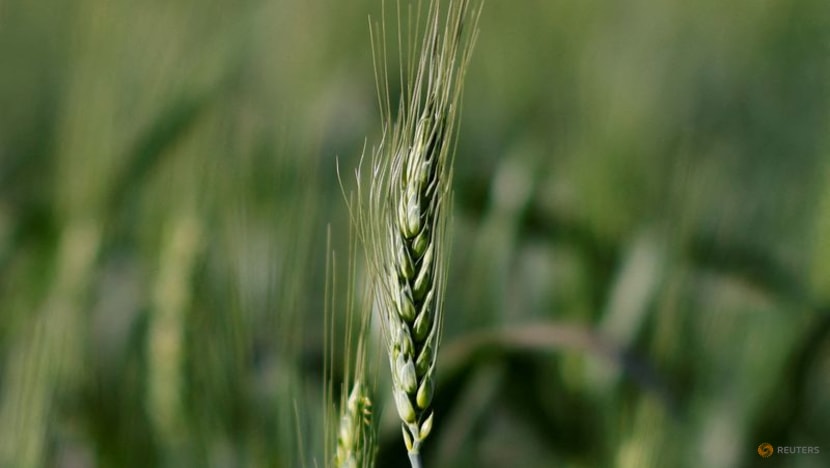 Brazil approves GMO wheat as food supply fears help convince skeptics Brazil approves GMO wheat as food supply fears help convince skeptics