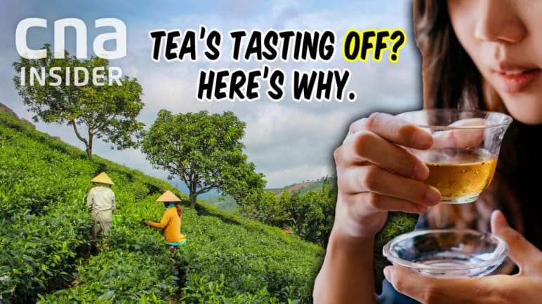 Insight 2023/2024 - How heatwaves are changing the flavour of Chinese tea