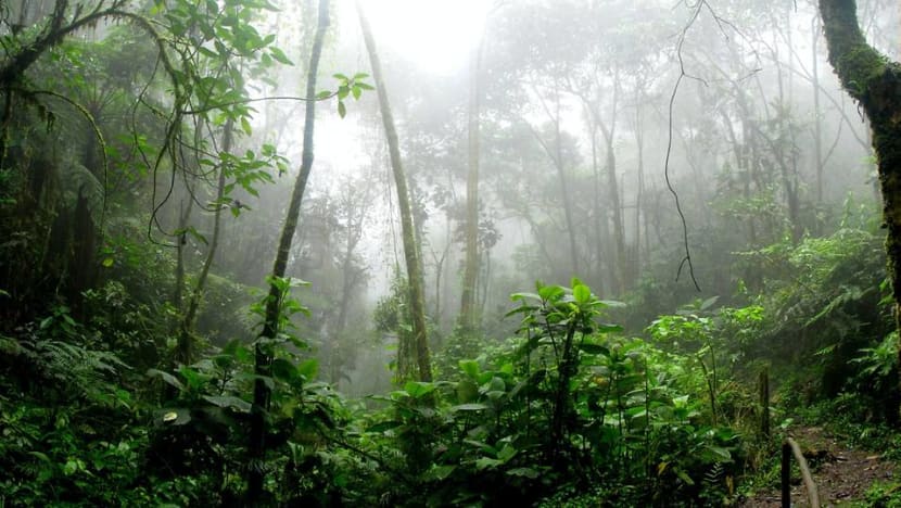 At this Singapore restaurant, you can adopt a tree to fund reforestation efforts At this Singapore restaurant, you can adopt a tree to fund reforestation efforts