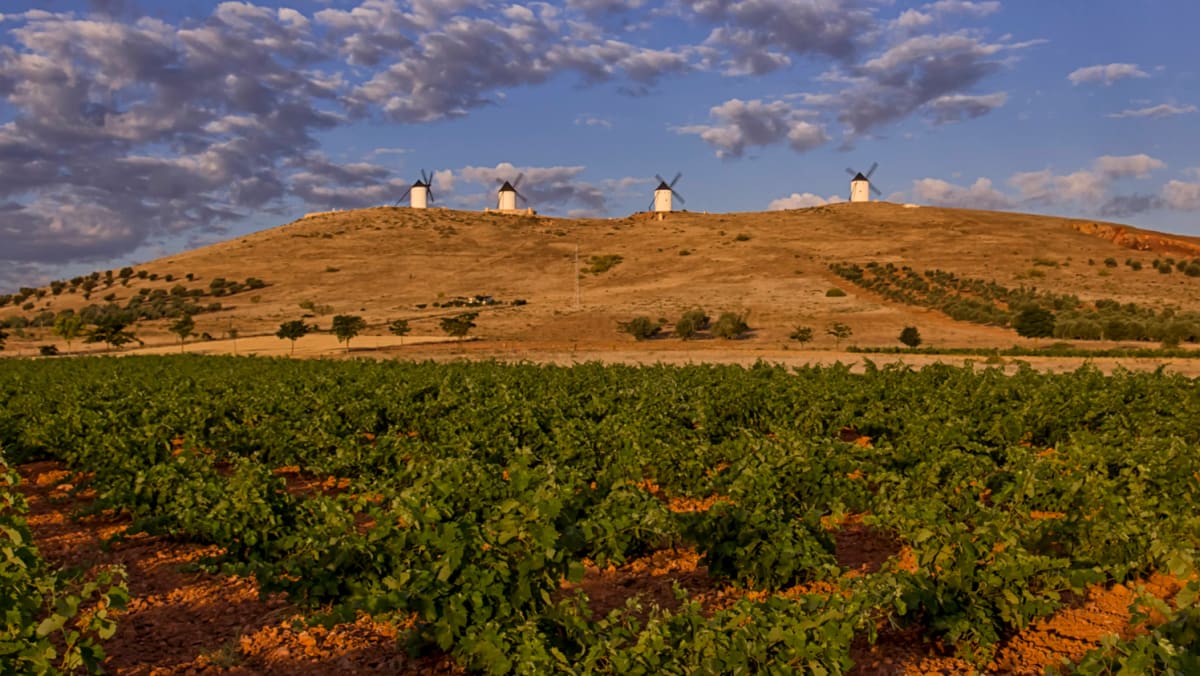 Explorando la subestimada región vinícola de La Mancha en España