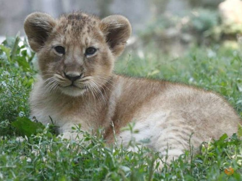 Rome zoo shows off two lion cubs born under lockdown Rome zoo shows off two lion cubs born under lockdown