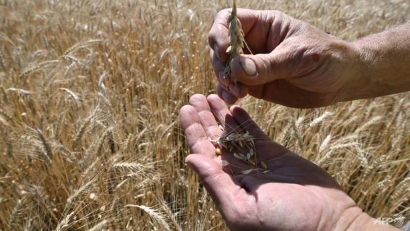 Ukraine, Russia to sign elusive grain deal in Turkey