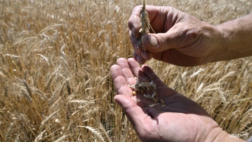 Ukraine, Russia to sign elusive grain deal in Turkey Ukraine, Russia to sign elusive grain deal in Turkey