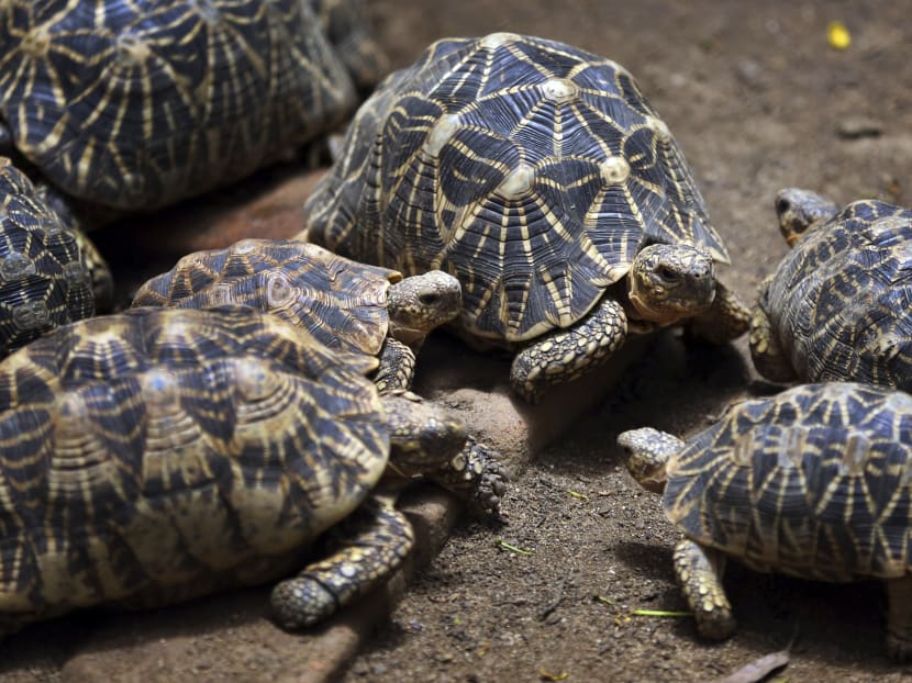 In this July 9, 2014 photograph, Indian Star tortoise huddle together at the Bannerghatta National Park in the outskirts of Bangalore, India. Photo: AP